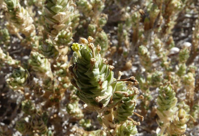 Crucianella maritima